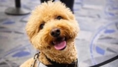 Der kleine Vierbeiner hatte am Harry-Reid-Airport in Las Vegas ein traumatisches Erlebnis.