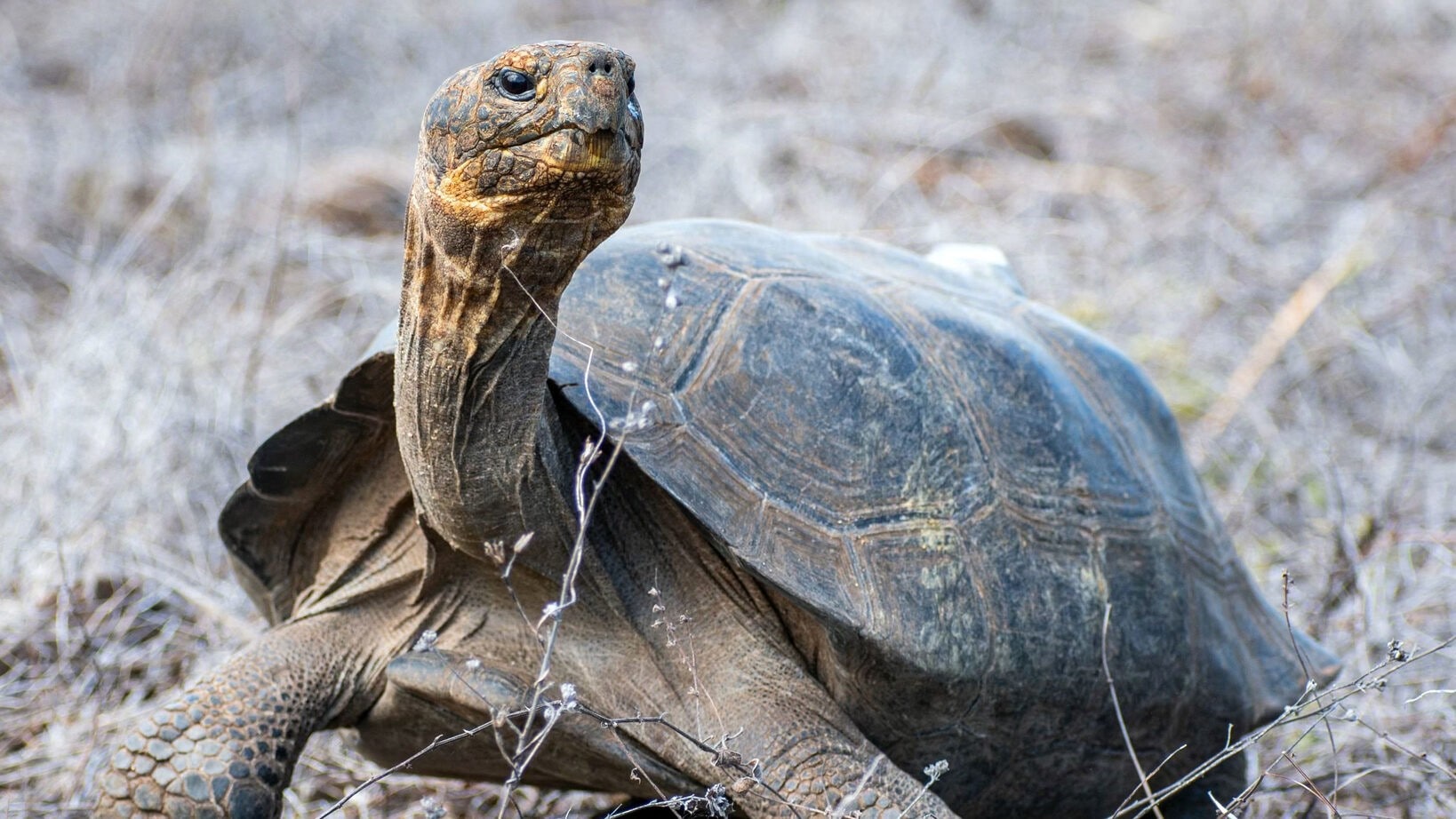 Milliardenmarkt für Wildtier- und Pflanzenhandel gefährdet Biodiversität