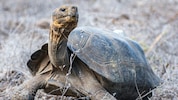 158 Riesenschildkröten sind auf der ecuadorianischen Insel Floreana wieder angesiedelt worden.