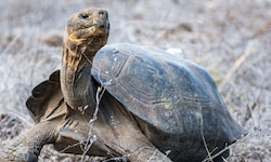 158 Riesenschildkröten sind auf der ecuadorianischen Insel Floreana wieder angesiedelt worden.