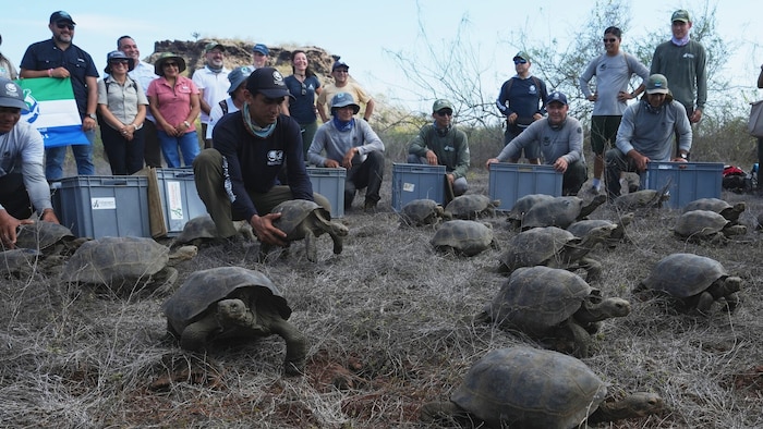 Rangerinnen und Ranger entließen die Schildkröten in Freiheit.