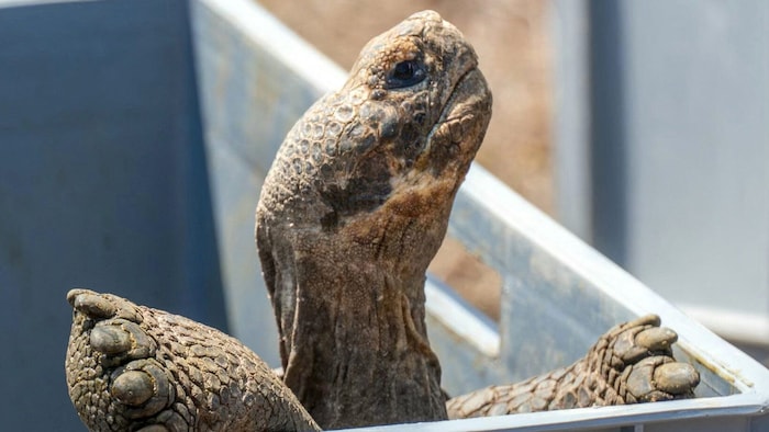 Die Tiere sind mit Mikrochips versehen und waren vor ihrer Auswilderung in Quarantäne.