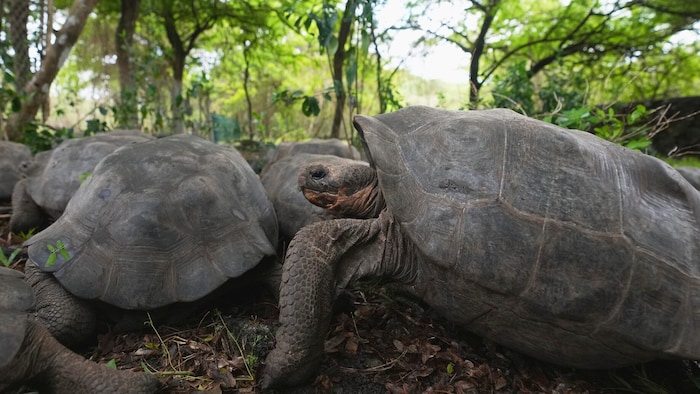 Insgesamt 13 verschiedene Schildkrötenarten leben auf den Galápagos-Inseln.