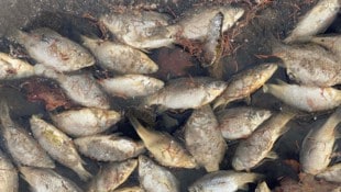 Beklemmendes Bild der Katastrophe im Wassertier-Reich