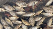 Beklemmendes Bild der Katastrophe im Wassertier-Reich