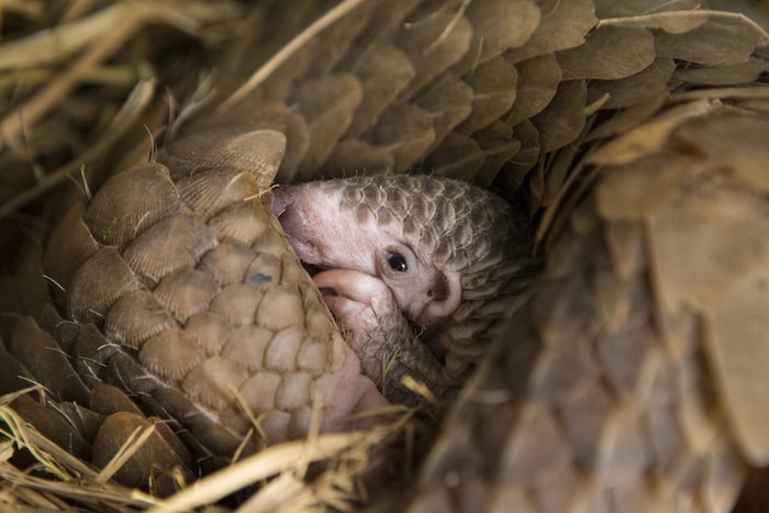 Unschuldig, und in freier Wildbahn: ein Pangolin-Junges.