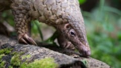 Pangoline werden für Fleisch, Leder und vor allem für ihre Schuppen gejagt.