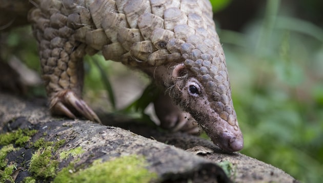 Pangoline werden für Fleisch, Leder und vor allem für ihre Schuppen gejagt.