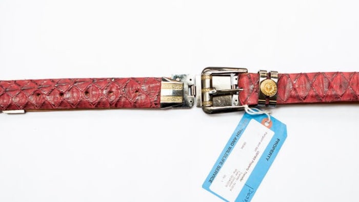 Leider auch für die Modeindustrie gejagt: die Schuppen des Pangolins.