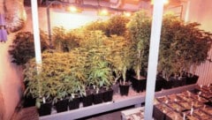 Der „Gärtner“ hatte die Plantage perfekt eingerichtet (Symbolbild)