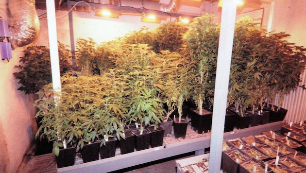 Der „Gärtner“ hatte die Plantage perfekt eingerichtet (Symbolbild)