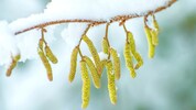 Schon im Winter beginnen Frühblütler wie Hasel, Erle, Birke und Esche auszutreiben.