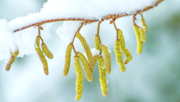 Schon im Winter beginnen Frühblütler wie Hasel, Erle, Birke und Esche auszutreiben.