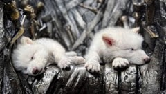 Die geklonten Schattenwölfe in den Vereinigten Staaten gedeihen. Sie sind inzwischen gemeinsam ...