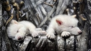 Die geklonten Schattenwölfe in den Vereinigten Staaten gedeihen. Sie sind inzwischen gemeinsam ...