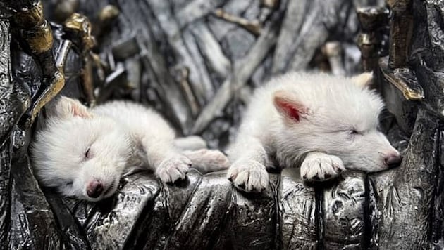 Die geklonten Schattenwölfe in den Vereinigten Staaten gedeihen. Sie sind inzwischen gemeinsam ...