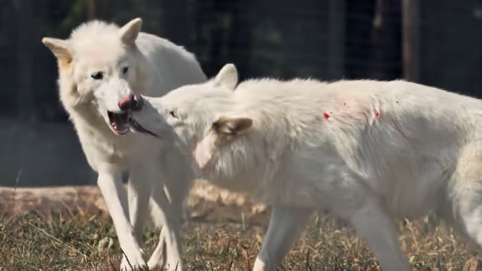 Das Trio lebt in einem 800-Hektar-Wildgehege.