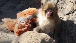 „Punch-Kun“ mit seinem geliebten Plüschtier.