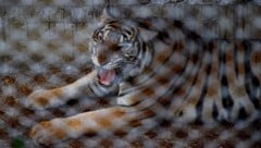 Nachdem 72 Tiger in Erlebnisparks in Thailand verendet sind, wird Kritik an der Haltung laut ...