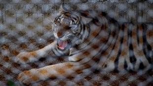 Nachdem 72 Tiger in Erlebnisparks in Thailand verendet sind, wird Kritik an der Haltung laut ...