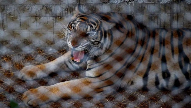 Nachdem 72 Tiger in Erlebnisparks in Thailand verendet sind, wird Kritik an der Haltung laut ...
