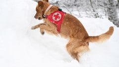 Bei Lawinenunglücken kommen auch die Helfer auf vier Pfoten zum Einsatz.