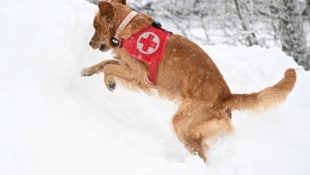 Bei Lawinenunglücken kommen auch die Helfer auf vier Pfoten zum Einsatz.