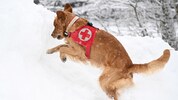 Bei Lawinenunglücken kommen auch die Helfer auf vier Pfoten zum Einsatz.
