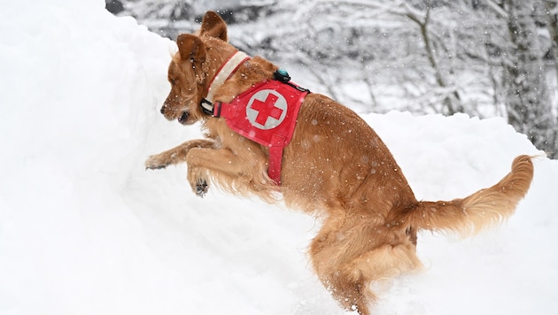 Bei Lawinenunglücken kommen auch die Helfer auf vier Pfoten zum Einsatz.