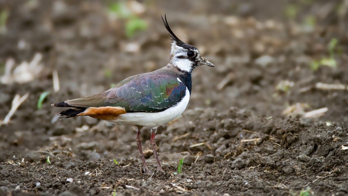 Im März vergangenen Jahres wurde der größte gemeldete Trupp mit rund 2.000 Kiebitzen im ...