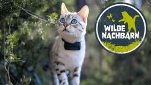 Neugierig, wachsam, auf Streifzug: Mit GPS-Tracker am Hals wird auch Ihre Hauskatze zur ...