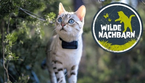 Neugierig, wachsam, auf Streifzug: Mit GPS-Tracker am Hals wird auch Ihre Hauskatze zur ...