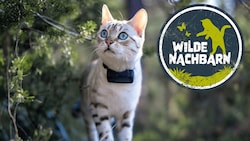 Neugierig, wachsam, auf Streifzug: Mit GPS-Tracker am Hals wird auch Ihre Hauskatze zur ...