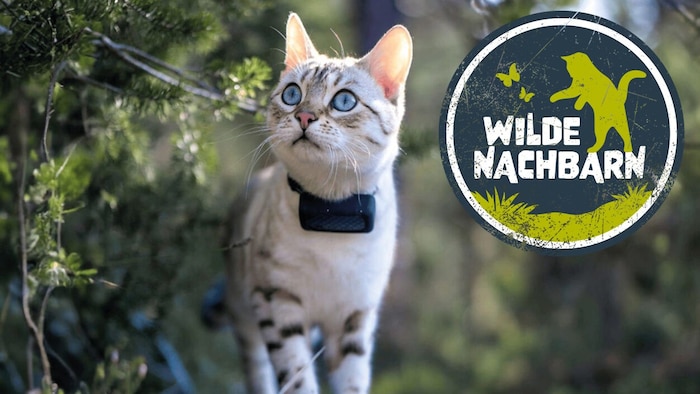 Mit GPS-Tracker am Hals wird auch Ihre Hauskatze ein Teil des wissenschaftlichen Teams.