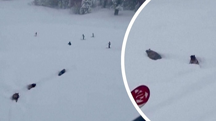 Im tiefen Schnee rannten die Bären teilweise direkt auf die Menschen auf der Skipiste zu.