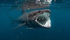 Der Riesenhai der zweitgrößte bekannte Fisch der Erde (Symbolbild).