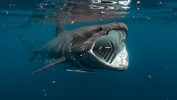 Der Riesenhai der zweitgrößte bekannte Fisch der Erde (Symbolbild).