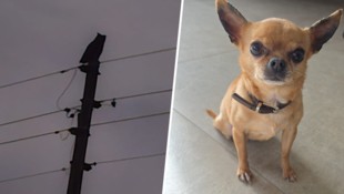 Dieser Uhu hatet es auf die kleine „Nala“ abgesehen. 