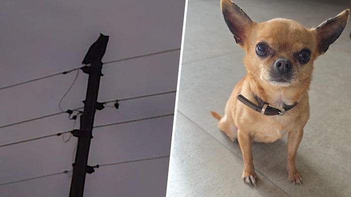 Dieser Uhu hatte es auf die kleine „Nala“ abgesehen.