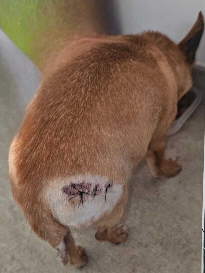 „Nala“ musste nach der Uhu-Attacke genäht werden.