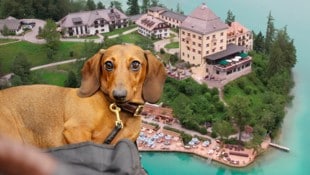 Im Schlosshotel Fuschl ist der Gast König – das gilt auch für vierbeinige Gäste.