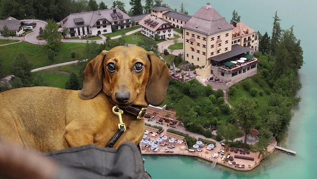Im Schlosshotel Fuschl ist der Gast König – das gilt auch für vierbeinige Gäste.