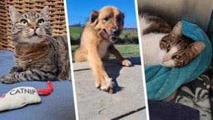 Ob Mischling Charly oder die Katzen Medusa und George, sie alle suchen einen schönen Platz zum ...