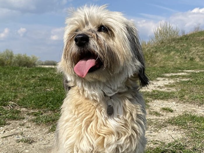 Wer hat Finni gesehen?