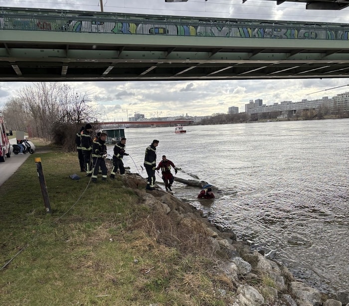 Um den Baumriesen zu entfernen, war viel Muskelkraft erforderlich.