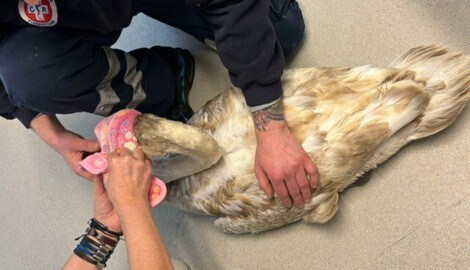 Beide Schwäne wurden von der Tierrettung versorgt