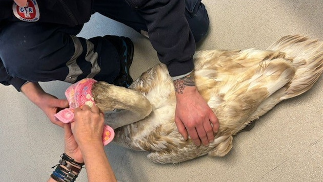 Beide Schwäne wurden von der Tierrettung versorgt
