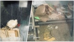 Verletzungsgefahr im Wachtelstall? Ein ausgebüxtes Tier (li.) spaziert zwischen Baumüll, ...