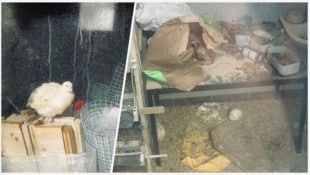 Verletzungsgefahr im Wachtelstall? Ein ausgebüxtes Tier (li.) spaziert zwischen Baumüll, ...