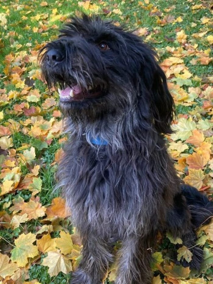 Hat Baron endlich Glück?